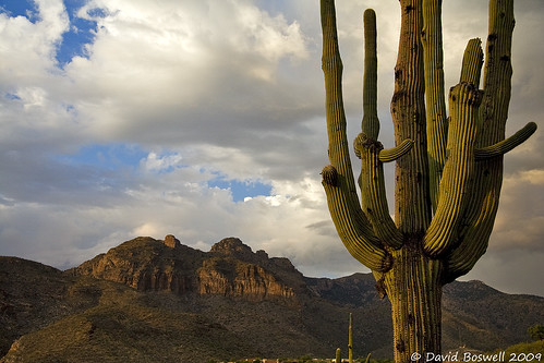 travel arizona cactus southwest nature clouds landscape landscapes unitedstates tucson places cliffs saguaro deserts ridges catalinamountains flowersplants pimacanyon puschridge