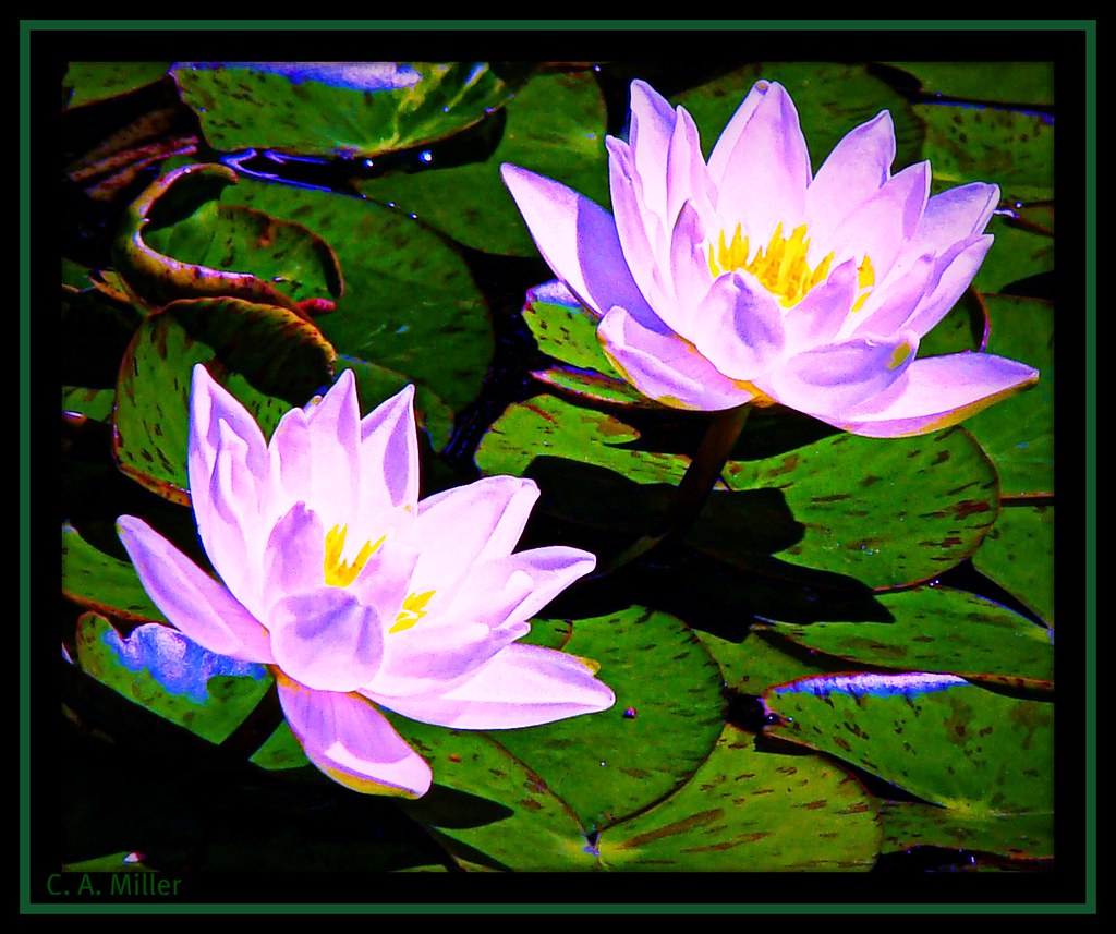 Water Lillies Wichita Botanical Gardens Carol Miller Flickr