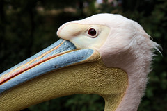 Evil Pelican