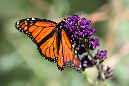 butterfly photo bush view top steve monarch shupp