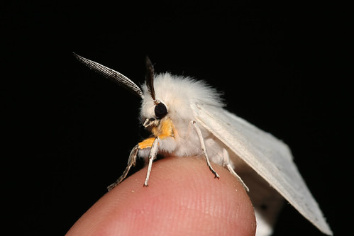 northcarolina lepidoptera richmondcounty spilosomavirginica ellerbe diaphoramendica virginiantigermoth muslinmoth afjranch 1746140 moththatlookslikedog moththatlookslikepoodle