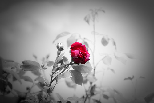 bw flower color colour rose sony flor rosa bn lightroom a300 alpha300 srmagori