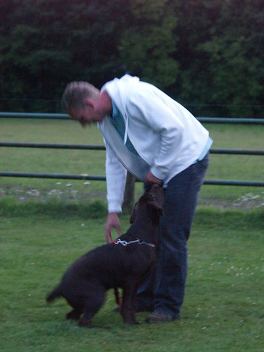 A Few Tips Every Dog Trainer Should Know 2