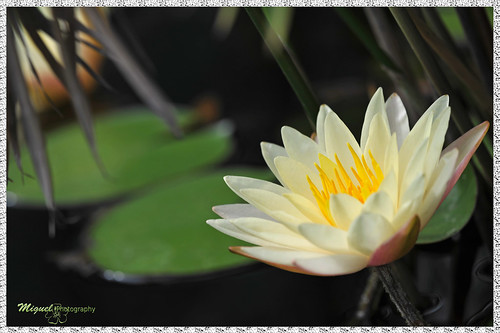 flower macro portugal yellow nikon lima lotus bokeh flor ponte zen amarela sigma180mmmacro d700