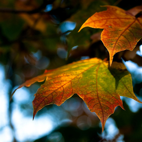 autumn light london fall leaves leaf croydon valerie lloydpark canonefs60mm october09 canoneos400d pearceval