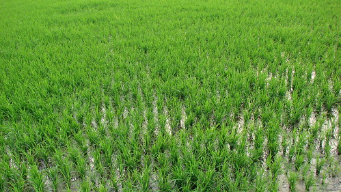 india rice paddy tamilnadu westernghats kallidaikurichi