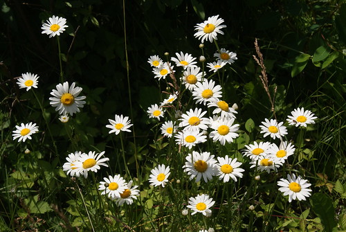 county wild wisconsin daisies iron sony mercer blooms wi a300