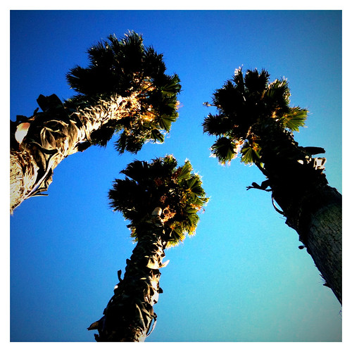 california ca trees abstract tree scenery
