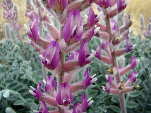 arizona purple native az fabaceae oddshaped astragalus locoweed wfgna srli astragalusmollissimus woollylocoweed srliplant