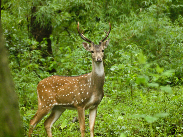 Bhadra Wildlife Sanctuary Travel Guide, Chikkamagaluru Attractions - Trodly