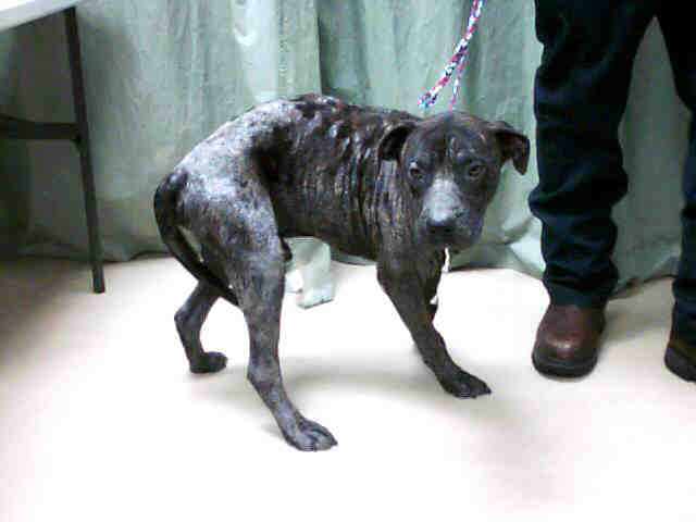 Blue Mange Male Pit Bull | Flickr - Photo Sharing!