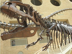 Giganotosaurus head_2121