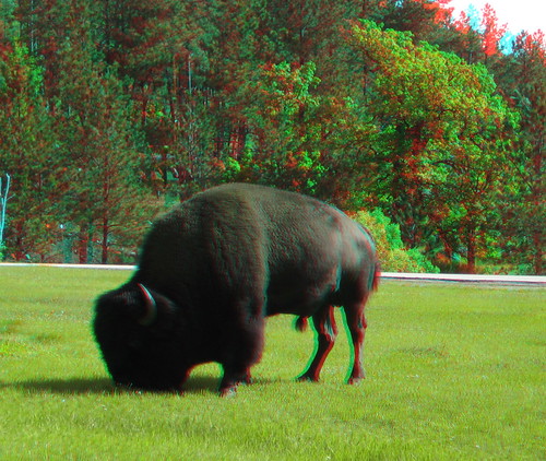 canon 3d buffalo south stereo campground bison dakota custer twincam twinned redcyan analgyph sd1000 satepark