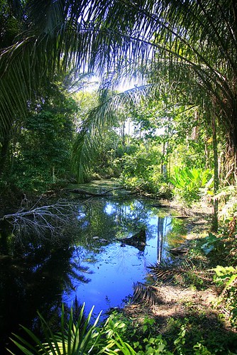 peru southamerica forest amazon rainforest jungle amazonia amazonbasin madrededios lowlandjungle omagua