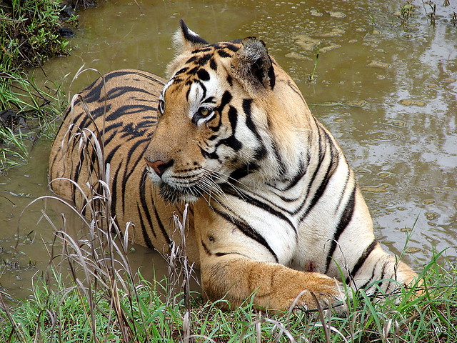 Tiger at Kanha national park 2008