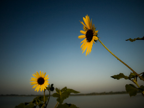 morning sky lake flower water yellow sunrise colorful texas olympus sunflower tall greenvilletexas e410 gtowneric