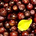 macro huckleberries    MG 0344