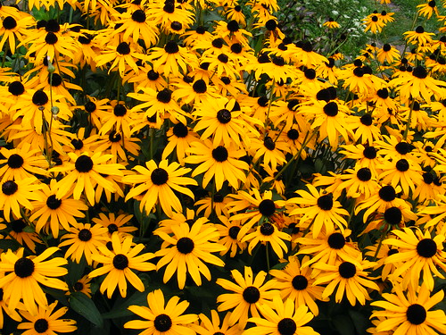 statepark county bridge orange black flower yellow garden md susan maryland garrett eyed rudbeckia stateflower grantsville casselman hirta castleman javcon117 frostphotos