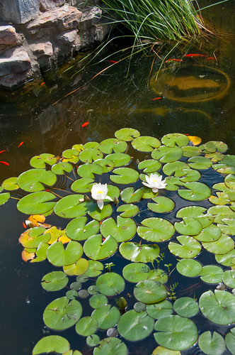 flower water museum pond lily kansas wizardofoz