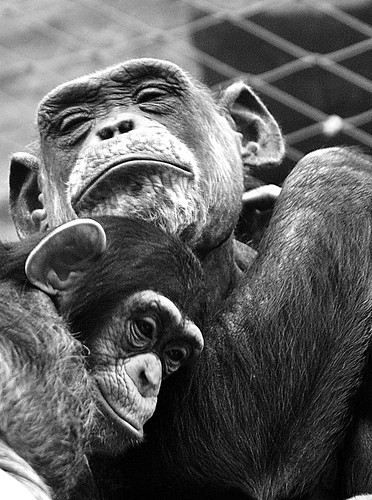 bw germany deutschland zoo monkey chimp zoom bn ape nrw sw monkeys chimpanzee tierpark gelsenkirchen tiergarten affen affe schimpanse zoomerlebniswelt schimpansen