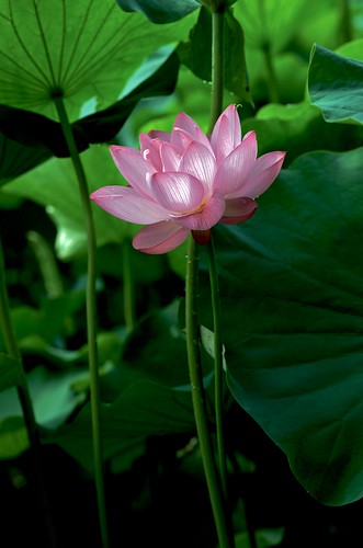 pink summer flower macro green japan tokyo lotus crazyshin 2009 薬師池公園 大賀蓮 nikond3 planart1485zf ds50445