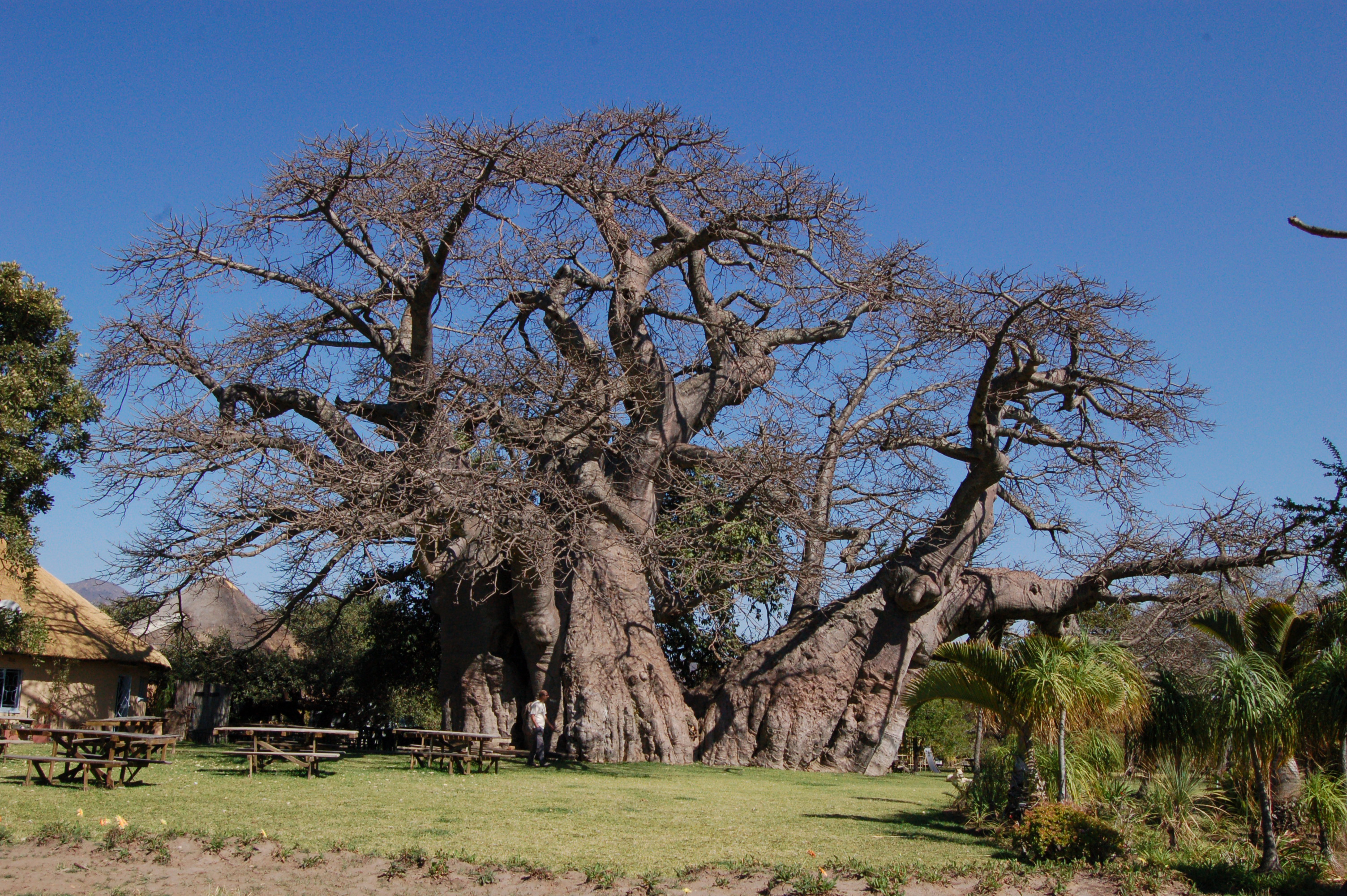 Ба баб. Баобаб Санлэнд. Баобаб (Адансония пальчатая. Баобаб в Африке. Дерево в Африке баобаб.