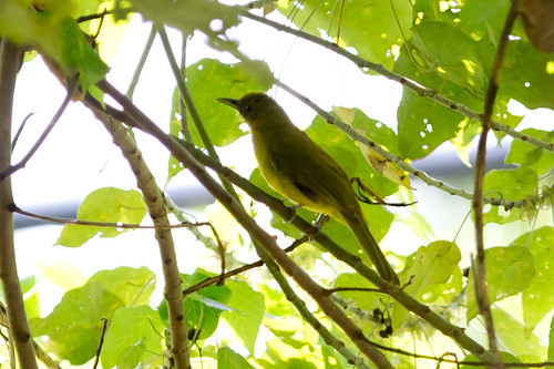 birds indonesia halmahera bulbuls