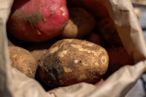 Desiree potatoes from Eatwell Farm by Eve Fox, the Garden of Eating, copyright 2010