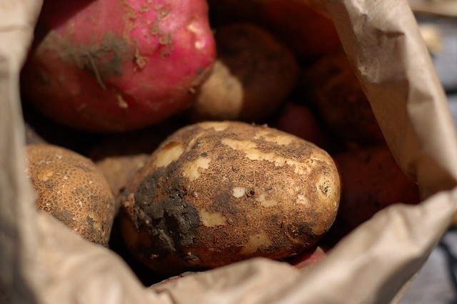 Desiree potatoes from Eatwell Farm
