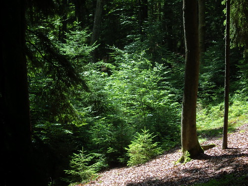 green juni forest germany bayern deutschland bavaria europa europe sommer grün wald 2009 bayerischerwald bavarianforest ostbayern 22062009 sn204871