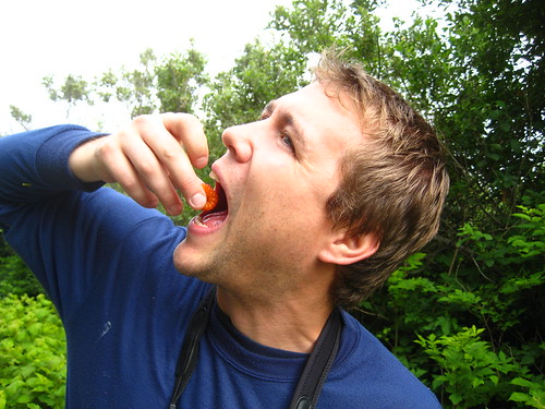 Feasting on berries