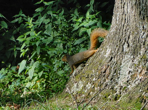 park tree nature bedford squirrel wildlife indiana takeoff wilsonpark lawrencecounty dschx1