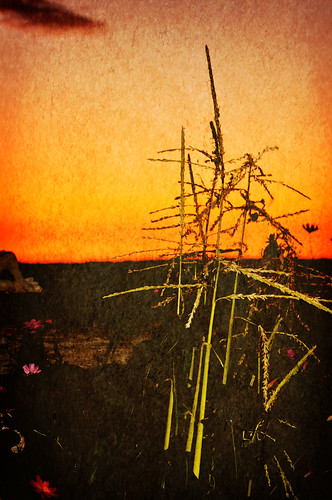 sunset texture nature outdoors washington spokane farmers country coffeeshop textures