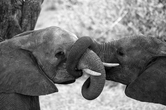 The Elephants of Tarangire National Park