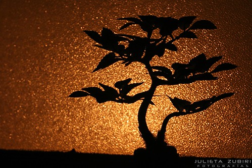 luz canon contraluz de la calle o julio bonsai es pura 2009 julieta con vapor vidrio arbolito fotografias realidad mercurio mentira zubiri cualquier sodio coincidencia esmerilado semejanza xti colorphotoaward