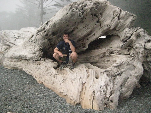 Really big driftwood