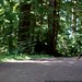 walking in the humboldt redwoods    MG 1068