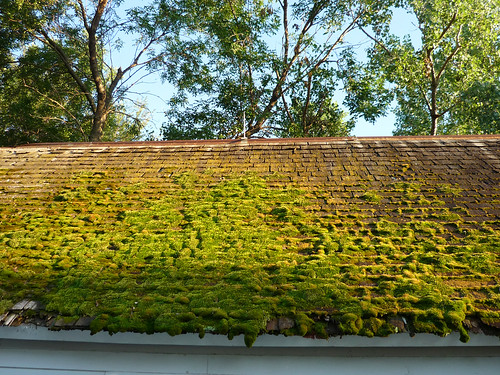 roof green moss nebraska farm shingles shed roadtrip visit mossy