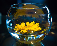 Flower in a bowl, Kota Kinabalu