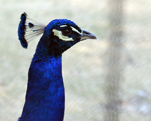 blue nikon peacock shown d300 55200 vosplusbellesphotos burtongallery
