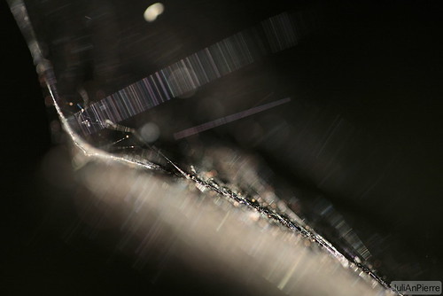 macro spider 100mm araignée toile toiledaraignée ijulian