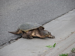 Snapping turtle crossing Minnehaha