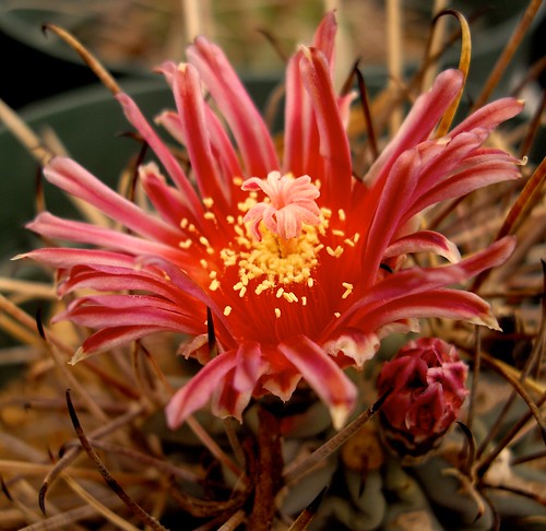 flowers cactus usa america texas desert roadtrip botanicalgardens texan fortdavis chihuahuandesert applecrypt
