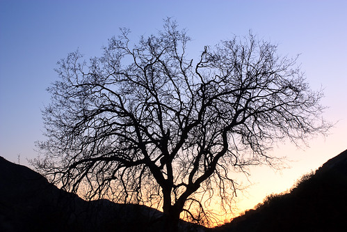 california winter silhouette contrast oak sierra sequoianationalpark canonxsi