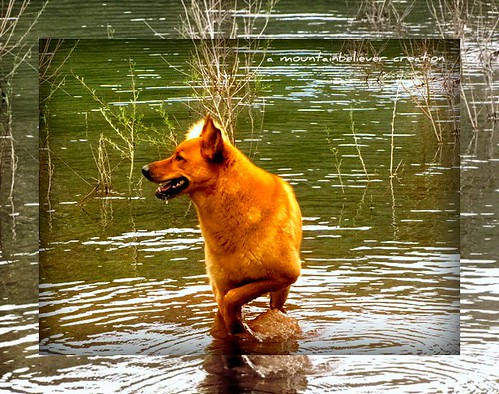 family pets max dogs nature water animals scenery colorado lakes rivers views picnik wading coloradoscenery adayout