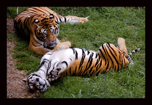 sleep tiger lazy dormir tigre cantabria tigres cabárceno cabarceno vago sigma18200 parquenaturalcabarceno lucíaferrer