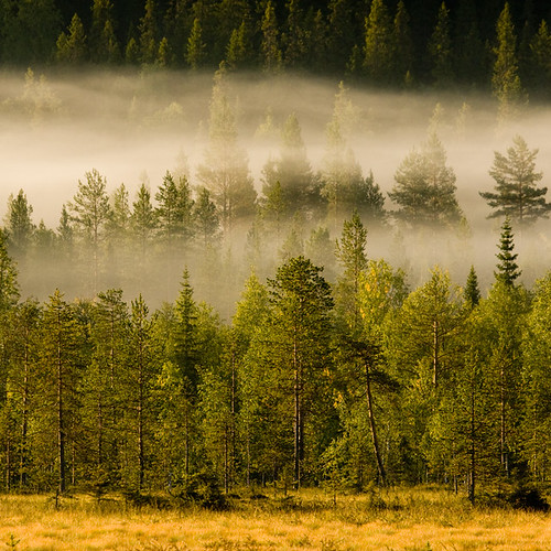 trees fog forest woodland finland legacy pudasjärvi supershot canonef100400mmf4556lisusm syöte idream