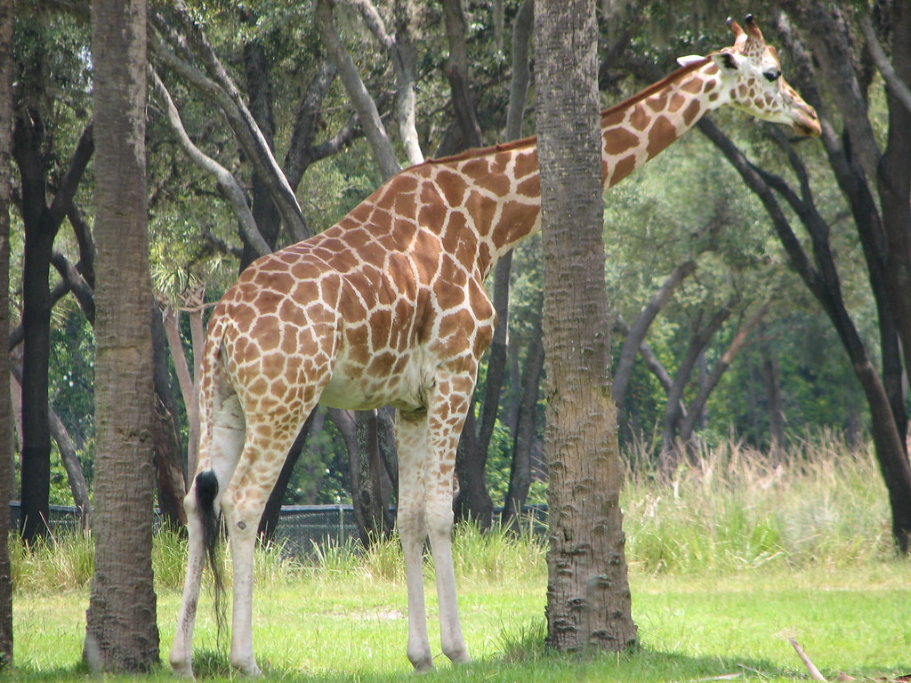 Disney Animal Kingdom Lodge Sanaa Giraffe