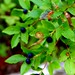 ripe huckleberries    MG 0192