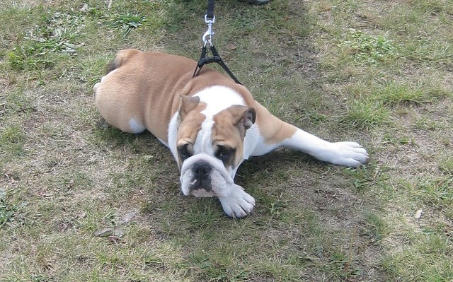 Brentford Festival: The friendly Dog show